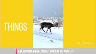 Things|A deer with a rival's head stuck in its antler