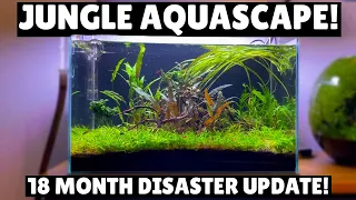 Jungle Aquascape -  18 Month Disaster Update!