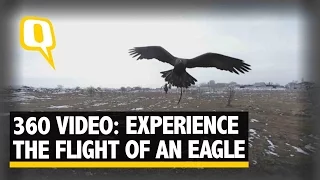 Quint 360: Experience the Flight of a Kazakh Golden Eagle in 360 Video