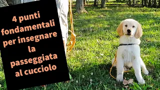 Come insegnare la passeggiata al cucciolo in 4 punti