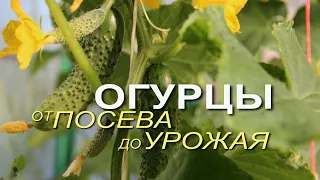 Основные этапы выращивания ОГУРЦОВ от посева до урожая! Советы от ЗЕЛЕНОГО ОГОРОДА!