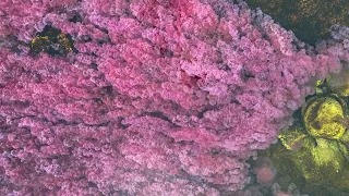 Caño Cristales, el 'encanto' del río de colores, amenazado por la deforestación