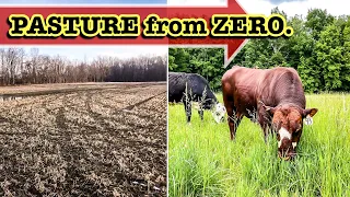 (STEP-BY-STEP) BUILDING PASTURE FROM SCRATCH | COWS Cover Crops TOPSOIL Grazing Cattle ranching farm