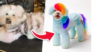 I turned this pup into Rainbow Dash from My Little Pony