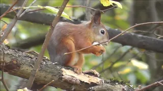 виртуальная экскурсия  осенний лес