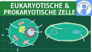 Eukaryotische & Prokaryotische Zelle - Aufbau, Unterschiede & Funktionen einfach erklärt - Genetik