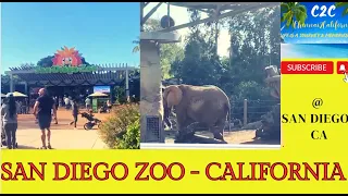 Wild Wonder: Exploring the Wonders of San Diego Zoo, California – A Safari Adventure Awaits!