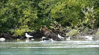 Brown bear fishing for salmon    Crescent Lake, Alaska   August 2015