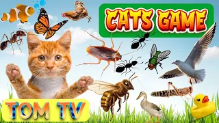 CAT GAMES TOM TV | Ultimate Cat TV Compilation Vol 6 | 3 HOURS | NO ADS  🐝🐞🦋🦎🦜🐜🐭🧵