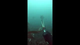 Creeping up on a stoneshot in the murk #shorts #spearfishing