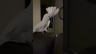Cockatoo argues with human