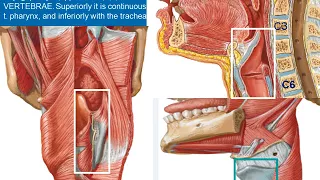 101  Larynx