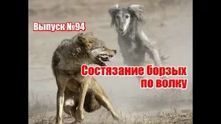 Состязание борзых по волку | Выпуск №94 (UKR)