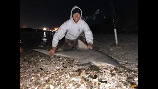 Land-based bullshark inside Tampa Bay at night!