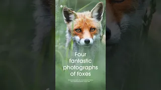 Four photographs of fantastic foxes #photographyshorts