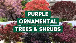 9 Catchy Ornamental Trees and Shrubs With Purple Leaves 🍁🌳🌲 // PlantDo Home & Garden