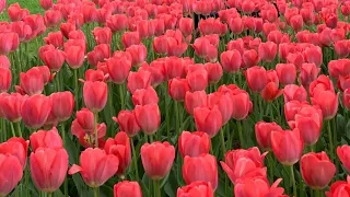 Tulip Festival in Holland, Michigan || Tulip Time Festival 2023 || Trip with friends and Family ||