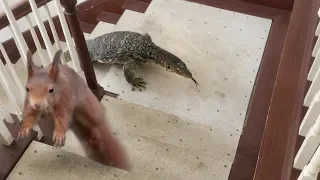 Squirrel in House--Lizard goes after Squirrel, then Eats It