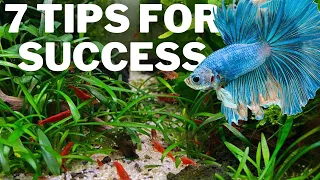 7 Tips to Keep Bettas with Shrimp Successfully