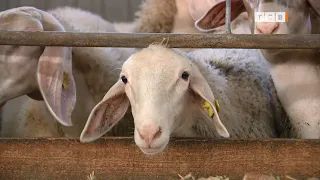 Экскурсия на овечью ферму в Мочаровке. «Наше дело»