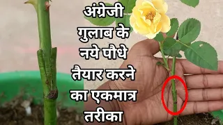 अंग्रेजी गुलाब के नये पौधे तैयार करने का एकमात्र तरीका|Gulab Ki Grafting Kaise Karen|Rose Grafting