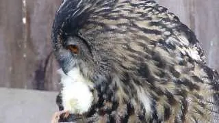 Uhu Fütterung, European Eagle-Owl feed, HD