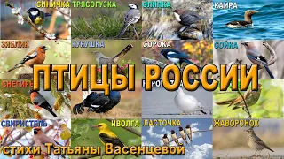 «Птицы России» - описание и особенности в природе.