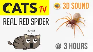 CATS TV - REAL red Spider 🕷️ 3 HOURS (Game for cats to watch)