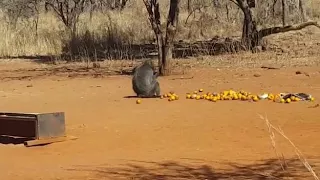 Hunters baboon shot