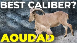 Best Caliber for Aoudad Hunting (Barbary Sheep) | Full Guide