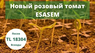 Посев семян томата на рассаду. Торф, кассета, новый гибрид розового томата TL 18304.