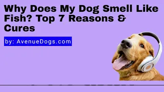 Why Does My Dog Smell Like Fish? Top 7 Reasons & Cures