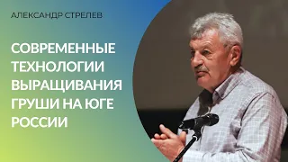 Современные технологии выращивания груши на юге России