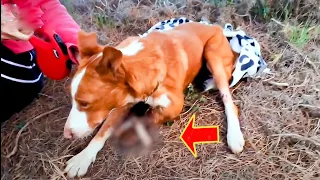 The dog suffered extreme pain as his front legs were rotting, but then...