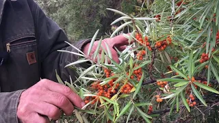 How to Grow Sea Buckthorn with Michael Pilarski "Skeeter"