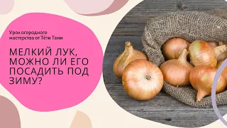 611. Нынешний лук родился мелкий. Можно ли его посадить под зиму?