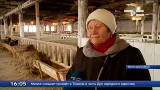 В хозяйстве «Кукушинское» Исетского района восстанавливают ферму