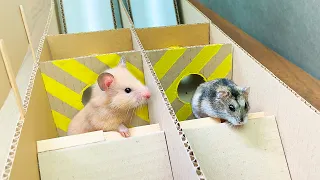 Гонка хомяков - кто быстрее? 🐹🥇 | Трасса из картона для двух милых хомячков | DIY