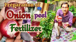 Preparation of best quality Onion Peel Fertilizer absolutely Free of Cost