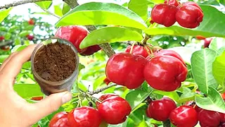 Faz sua planta explodir de tantos frutos (Acerola o ano todo)