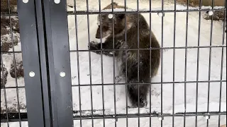 旭山動物園 2024年 1月15日 すなすけ、遊んでたら滑ってしまった💦