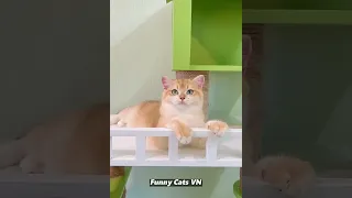 Funniest Animal Videos 2023 😍 Cute Cats 😻and Funny Dogs 🐶 #95