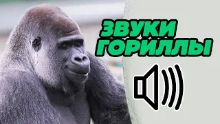 Звук гориллы / Gorilla sound