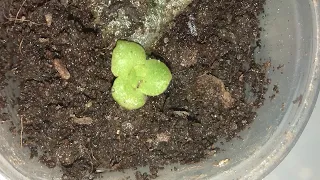 Крассула  Размножение листом через 2,5 месяца