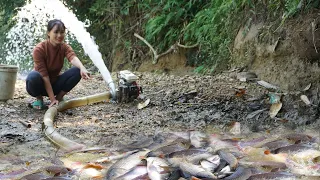 Modern Technology Harvest Fish using large capacity Pumps - Green Forest Farm