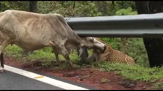 Leopard Attack Cow In Ranthambhore National Park #tiger #ranthambore #cat #pet #viral