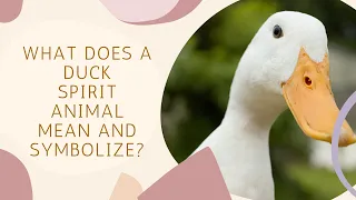 What Does A Duck Spirit Animal Mean and Symbolize?