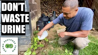 3 Permaculture Uses For URINE!