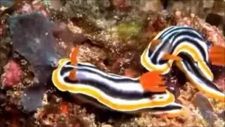 LOS NUDIBRANQUIOS Diego Aguilera