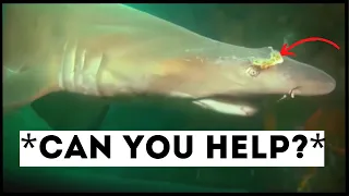 Sharks That Asked People for Help & Kindness